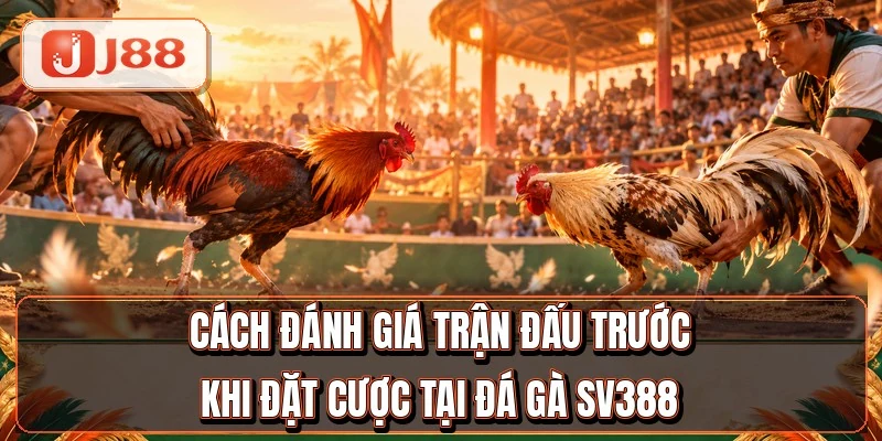 Đá Gà SV388 - Nối Sóng 4 Bồ Gà Lớn Campuchia 4 Cách đánh giá trận đấu trước khi đặt cược tại đá gà SV388